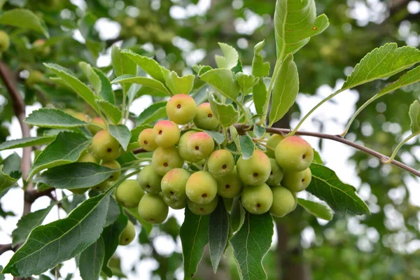 Malus Trantoria Krojone Jabłko Jest Gatunkiem Rośliny Kwitnącej Rodzaju Krabapple — Zdjęcie stockowe