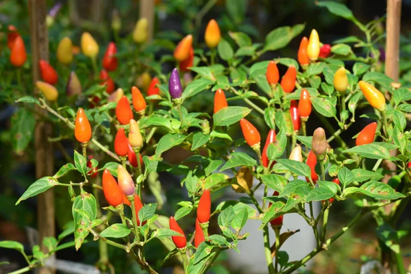 Chilli Padi Madárszem Chilli Madárchili Thai Bors Vagy Capsicum Annuum — Stock Fotó