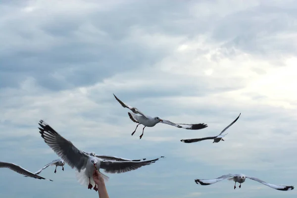 Gaviota Extendiendo Alas Volando Para Comer Crujiente Alimentación Mano — Foto de Stock