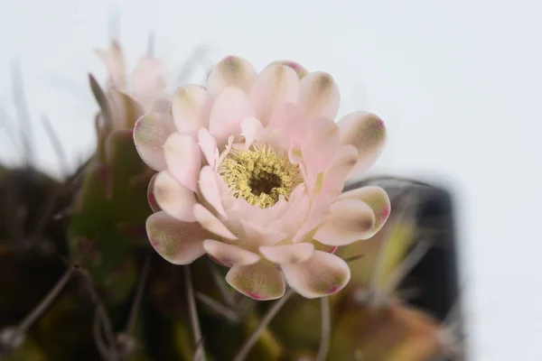 白地に黄色のサボテンの花を咲かせます — ストック写真