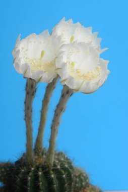 Güzel Echinopsis kaloklora kaktüsü çiçeği