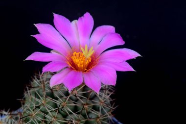 Mammillaria schumannii kaktüsünün çiçek açan pembe çiçeği siyah arkaplanda metin için kopyalama alanı ile