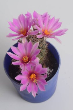 Beyaz arka planda Mammillaria schumannii kaktüsünün açan pembe çiçeği 