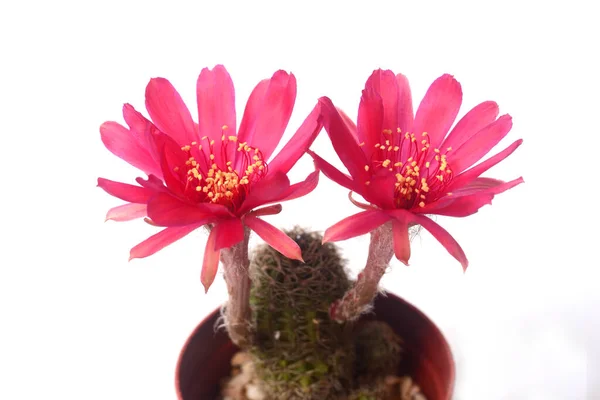 Floraison Fleur Rouge Lobivia Cactus Sur Fond Blanc Avec Espace — Photo