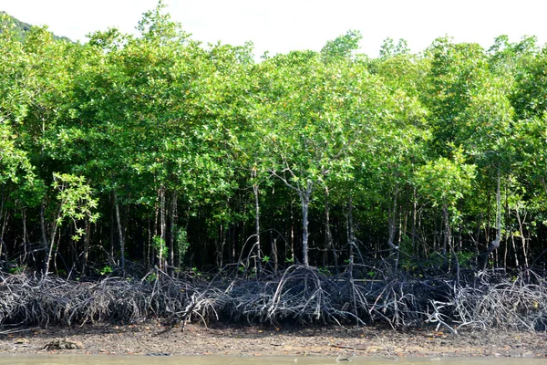 Mangroves are a group of trees and shrubs that live in the coasta