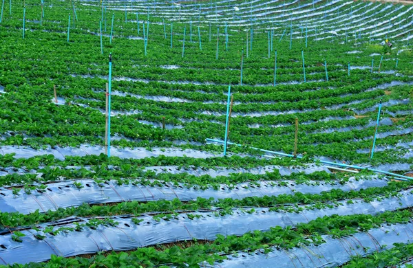 Aardbeien Tuinieren Irrigatiesysteem Techniek Van Het Besproeien Tuin — Stockfoto