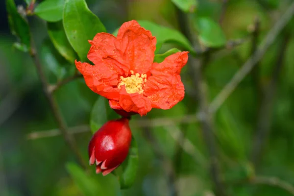 Granátová Jablka Květiny Nebo Punica Granatum Květiny — Stock fotografie