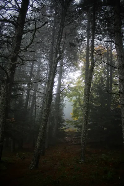 Percorso Nebbioso Nella Foresta — Foto Stock