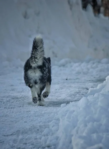 Життя Собаки Взимку — стокове фото