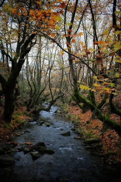 Riverside — Stok fotoğraf