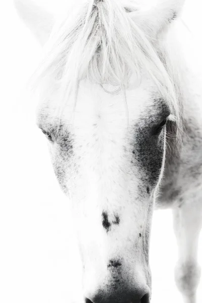 Rostos Cavalo Branco Bonito — Fotografia de Stock