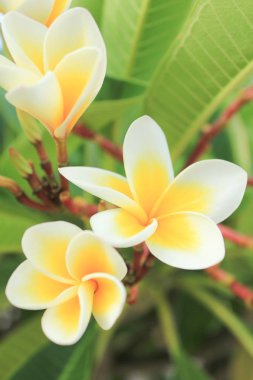Beyaz ve sarı frangipani çiçekler (Frangipani, Plumeria, tapınak ağaç)