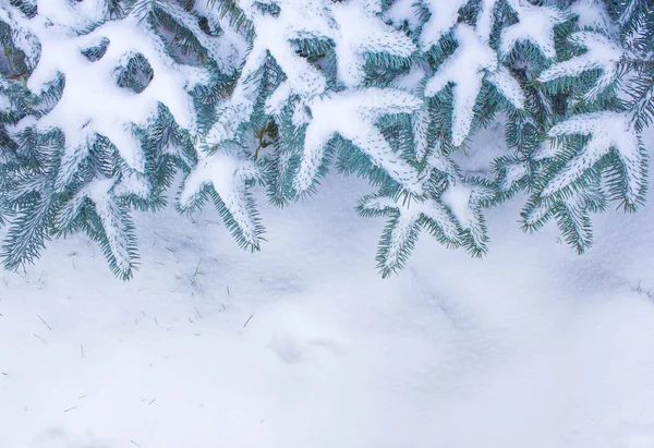 Christmas a snow-covered tree branch. — Stock Photo, Image