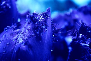 Koyu mavi lale çiçeğine yakın. 