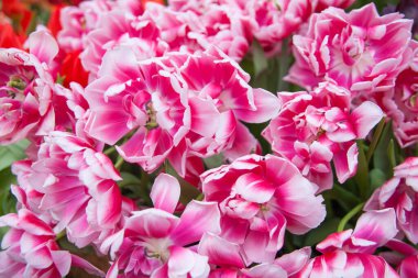 Bahçedeki renkli lale çiçeklerinin bahar arkaplanı