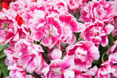 Bahçedeki renkli lale çiçeklerinin bahar arkaplanı