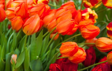 Bahçedeki renkli lale çiçeklerinin bahar arkaplanı