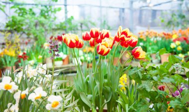 Bahçedeki renkli çiçeklerin bahar arkaplanı