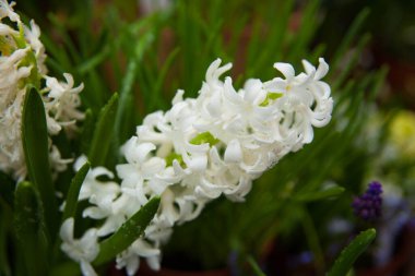 Bahçedeki renkli Sümbül çiçeklerinin bahar arkaplanı