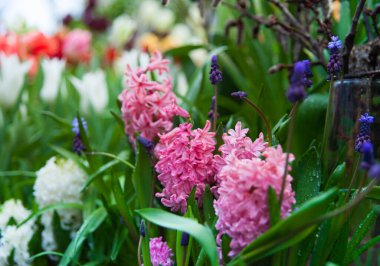 Bahçedeki renkli Sümbül çiçeklerinin bahar arkaplanı