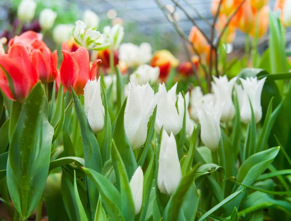 Vår Bakgrund Färgglada Tulpan Blommor Trädgården — Stockfoto