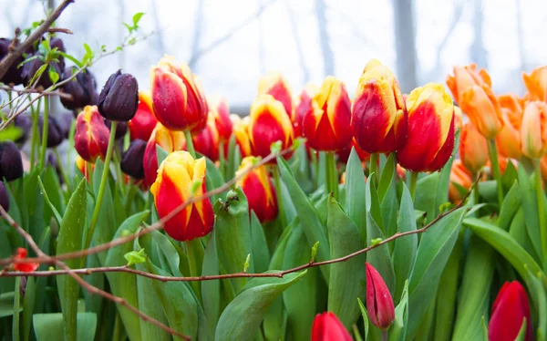 Primavera Sfondo Fiori Tulipano Colorati Giardino — Foto Stock