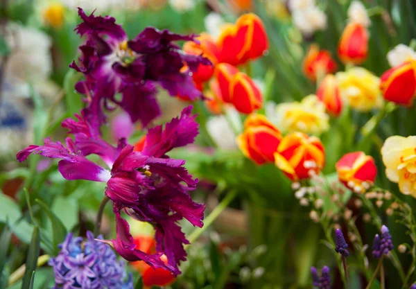 庭のカラフルなチューリップの花の春の背景 — ストック写真