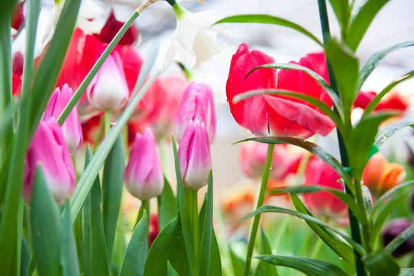 庭のカラフルなチューリップの花の春の背景 — ストック写真