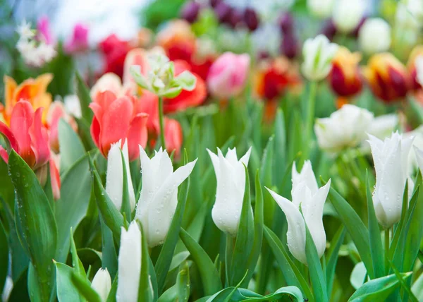 园中五彩缤纷的郁金香花的春天背景 — 图库照片