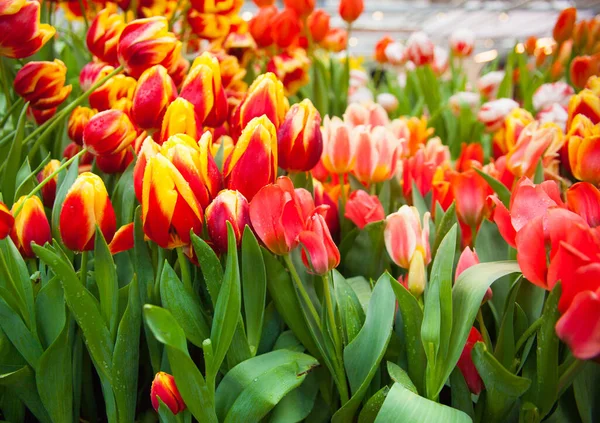 庭のカラフルなチューリップの花の春の背景 — ストック写真