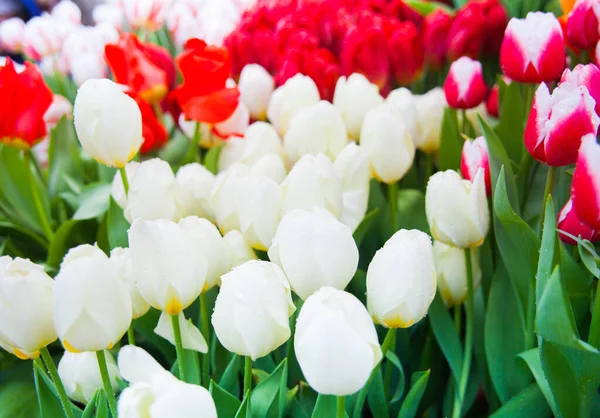 庭のカラフルなチューリップの花の春の背景 — ストック写真