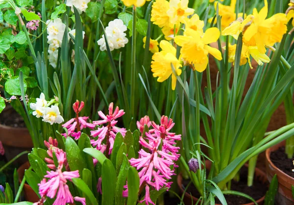 Весенний Фон Красочных Цветов Саду — стоковое фото