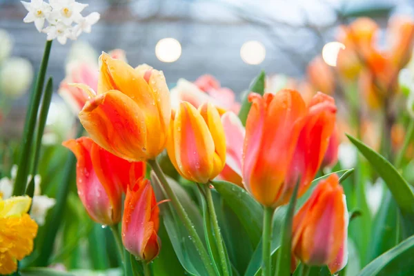 庭のカラフルなチューリップの花の春の背景 — ストック写真