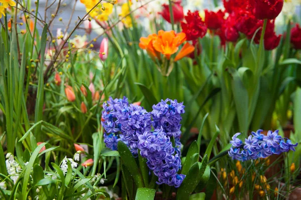 庭の色とりどりの花の春の背景 — ストック写真