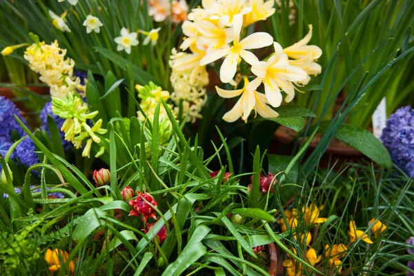 Vår Bakgrund Färgglada Blommor Trädgården — Stockfoto