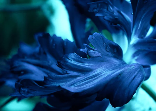 Κοντινό Πλάνο Του Βαθύ Σκούρο Μπλε Τουλίπας Λουλούδι — Φωτογραφία Αρχείου