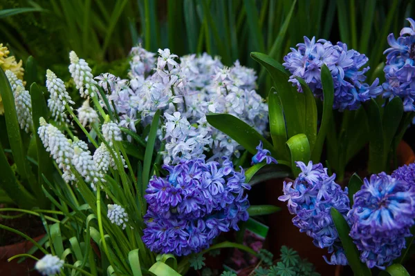 Fundo Primavera Flores Coloridas Jacinto Jardim — Fotografia de Stock