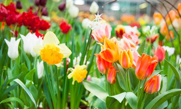 庭の色とりどりの花の春の背景 — ストック写真