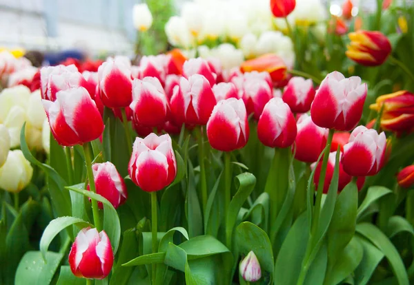 Fundalul Primăvară Florilor Lalele Colorate Grădină — Fotografie, imagine de stoc