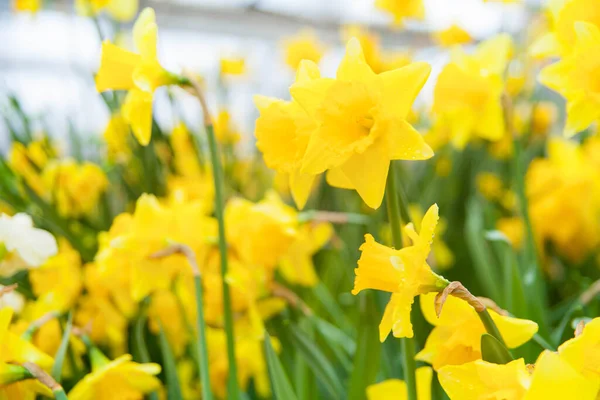 Primavera Sfondo Fiori Narcisi Colorati Nel Giardino — Foto Stock