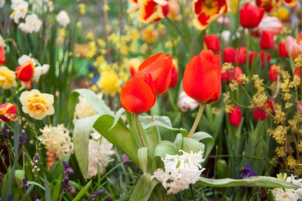 庭のカラフルなチューリップの花の春の背景 — ストック写真