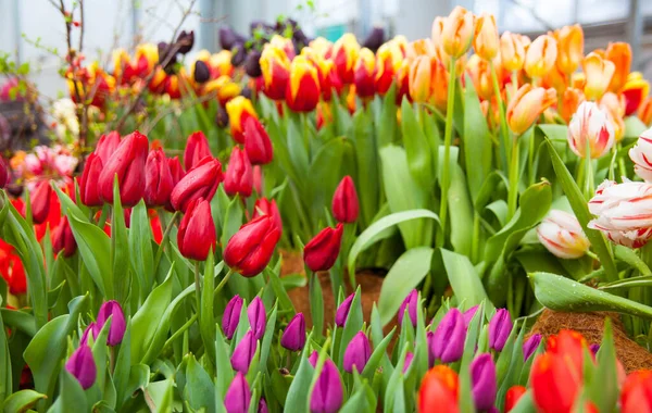 Frühling Hintergrund Der Bunten Tulpenblumen Garten — Stockfoto