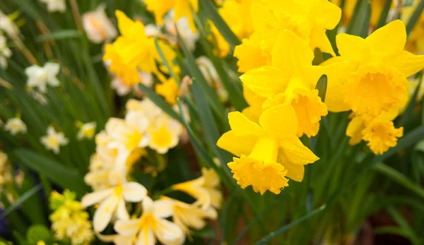 庭のカラフルなナルシシズムの花の春の背景 — ストック写真