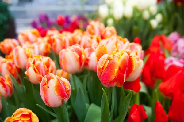 庭のカラフルなチューリップの花の春の背景 — ストック写真