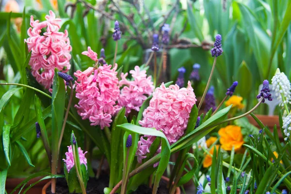 庭のカラフルなヒヤシンスの花の春の背景 — ストック写真