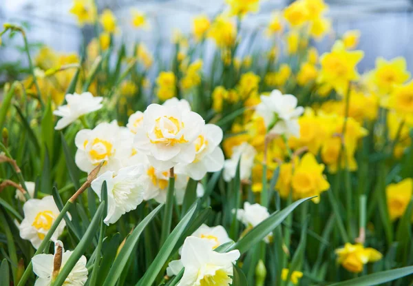 Primavera Sfondo Fiori Narcisi Colorati Nel Giardino — Foto Stock