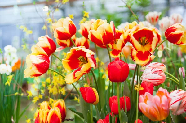 Primavera Sfondo Fiori Tulipano Colorati Giardino — Foto Stock