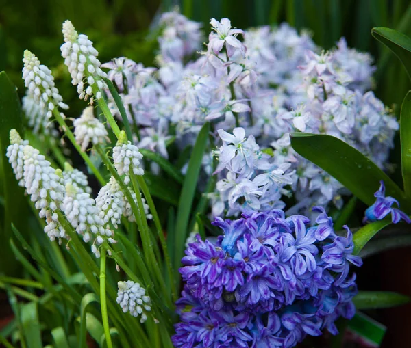 Primavera Sfondo Fiori Colorati Giardino — Foto Stock