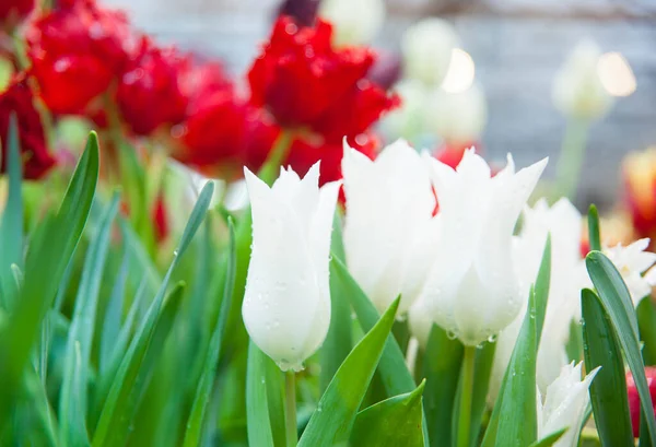 Frühling Hintergrund Der Bunten Tulpenblumen Garten — Stockfoto