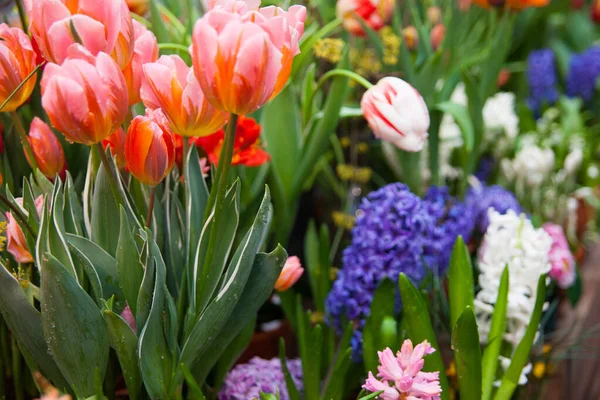 庭の色とりどりの花の春の背景 — ストック写真